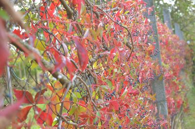 Close-up of red flowers