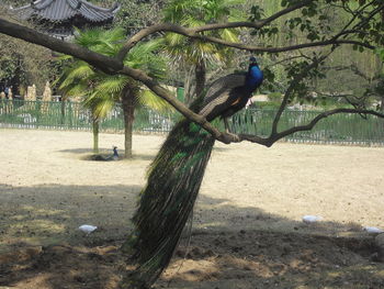 Bird perching on tree