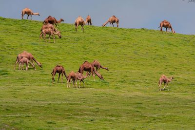 Camel grazing in a field