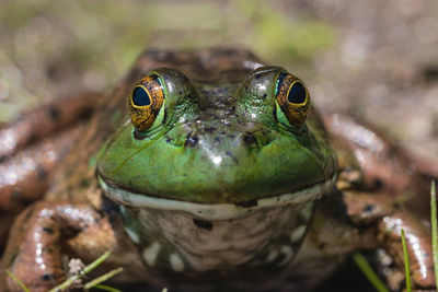 Close-up portrait of a frog