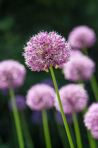 Close-up of pink flowers