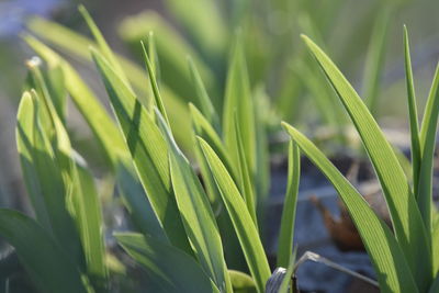 Close-up of crops growing on field