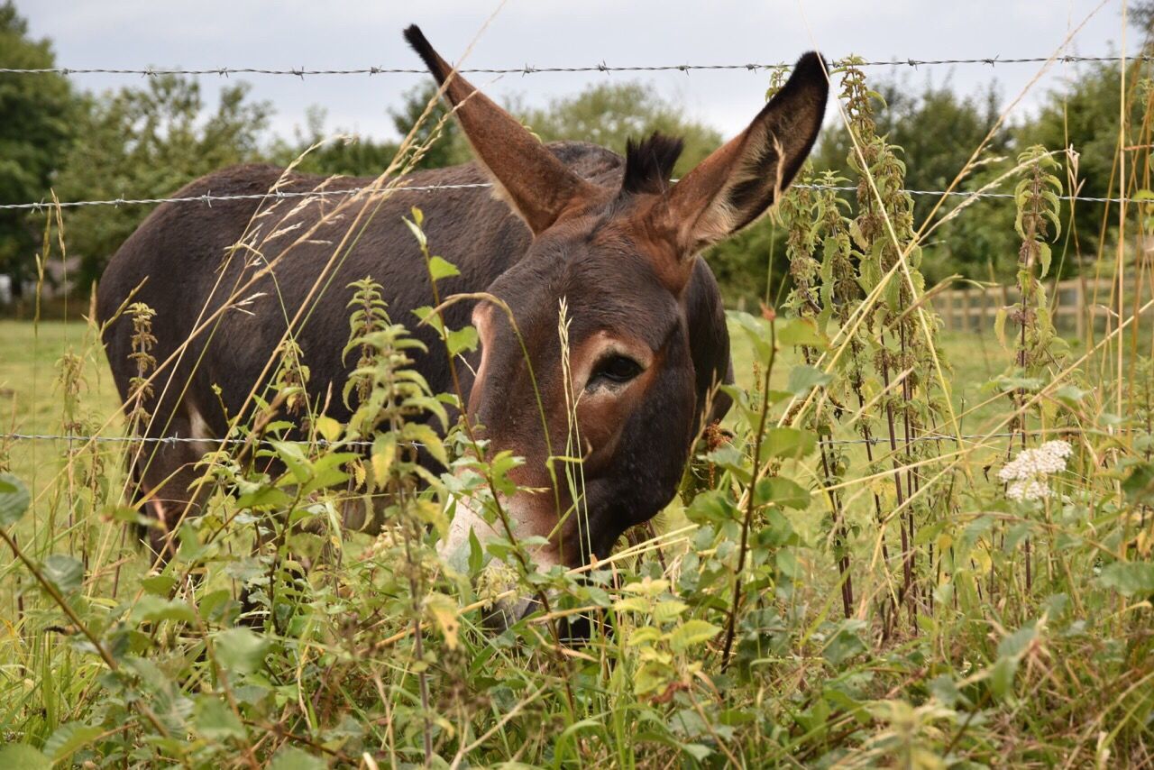 animal themes, one animal, mammal, animals in the wild, grass, day, no people, field, animal wildlife, outdoors, growth, nature, portrait, domestic animals, close-up, sky, oil pump