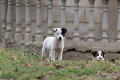 Portrait of dogs