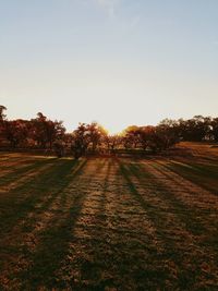 Trees on field against clear sky during sunset