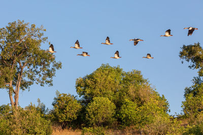 Low angle view of birds flying in the sky