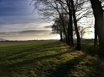 Trees on grassy field