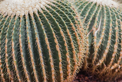 Close-up of cactus