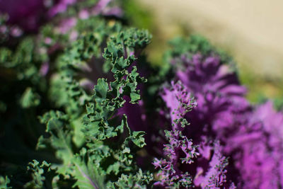 Close-up of purple flowering plant on field