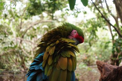 Close-up of parrot