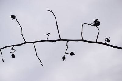 Low angle view of sky