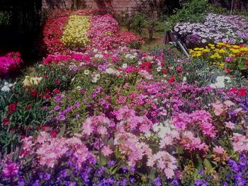 Pink flowering plants in garden