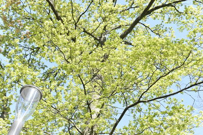 Low angle view of flowering plants against sky