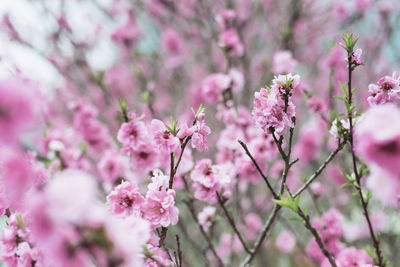 Close-up of pink cherry blossoms