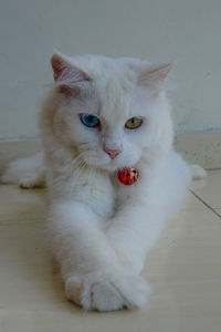 Close-up portrait of white cat