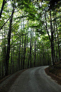 Road passing through forest