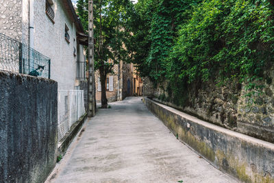 Street amidst trees and buildings