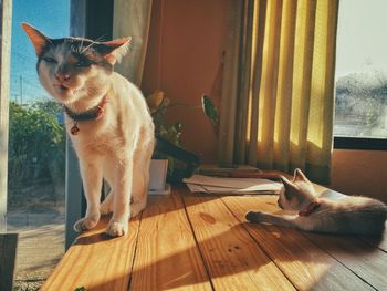 Cat sitting on wooden floor at home