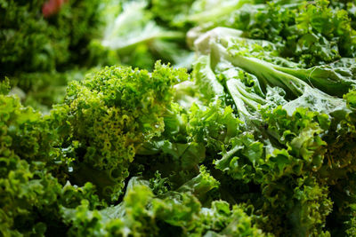 Full frame shot of fresh green plants