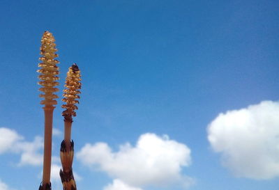 Low angle view of flowering plants against blue sky