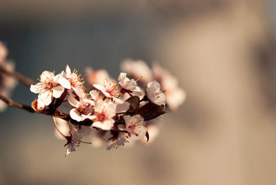 Close-up of cherry blossom