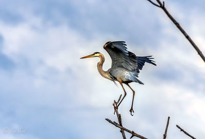 Great blue heron balancing act