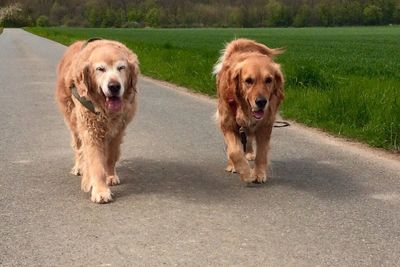 Portrait of golden retriever