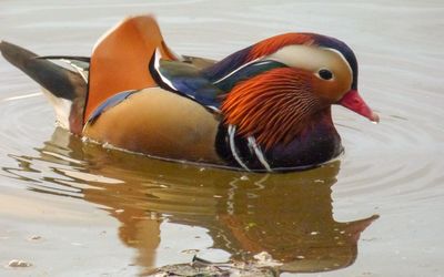 Close-up of duck swimming in lake