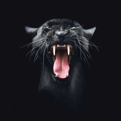Close-up of black cat