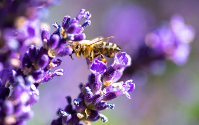 Close-up of bee pollinating on purple flower