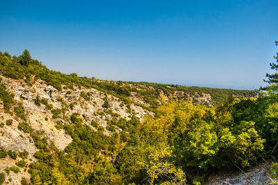 Scenic view of trees against clear blue sky