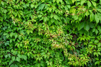 Full frame shot of ivy growing on land