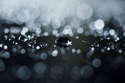 Close-up of water drops on rainy season