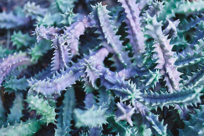 Close-up of snow on plants during winter