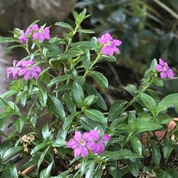 Close-up of pink flowering plant