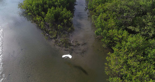 High angle view of swan swimming on river