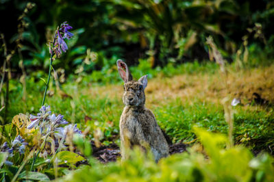 View of hare on field