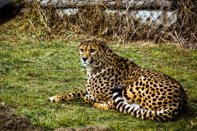Side view of cheetah sitting on grass in forest