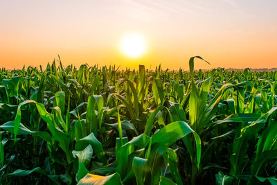 Crops growing on field against sky during sunset