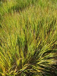 High angle view of crops growing on field