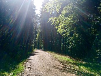 Footpath amidst trees on sunny day