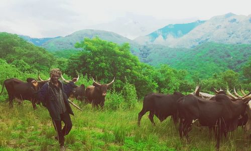 Horses standing on field against mountains