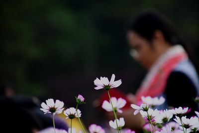 Close-up of flowering plants against blurred background