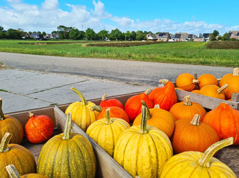 Different pumpkins on a wooden cart in the coutnryside from friesland in the netherlands