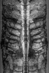 Close-up of tree trunk