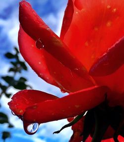 Close-up of water drops on red flower