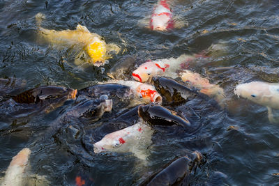 High angle view of koi carps swimming in lake