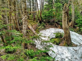 Trees growing in forest