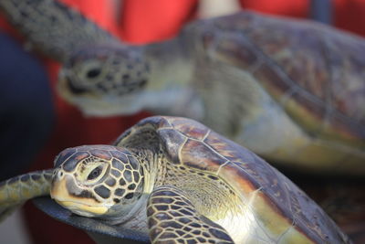 Close-up of a turtle