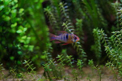 Close-up of fish swimming in planted aquarium 